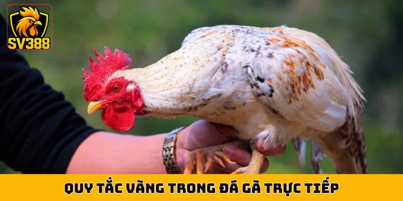 Quy tắc vàng trong đá gà trực tiếp