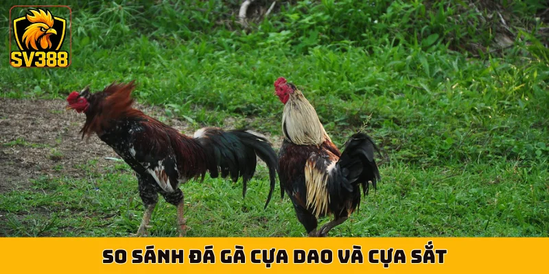 So sánh đá gà cựa dao và cựa sắt