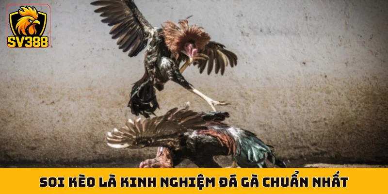 Soi kèo là kinh nghiệm đá gà chuẩn nhất