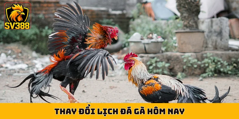Thay đổi lịch đá gà hôm nay