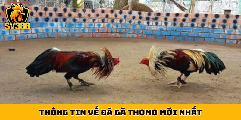 Thông tin về đá gà Thomo mới nhất