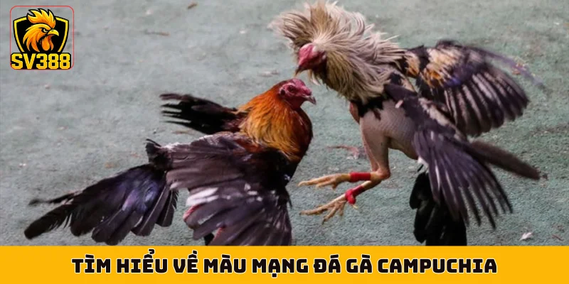Tìm hiểu về màu mạng đá gà Campuchia