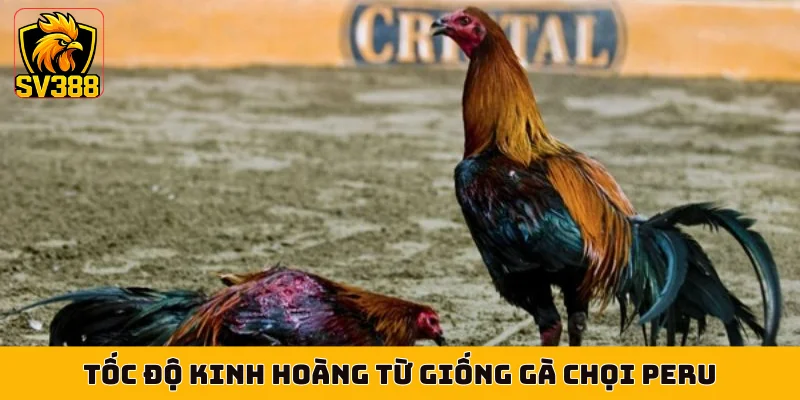 Tốc độ kinh hoàng từ giống gà chọi Peru