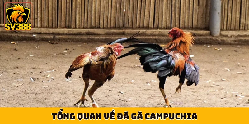 Tổng quan về đá gà Campuchia