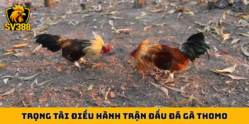 Trọng tài điều hành trận đấu đá gà Thomo