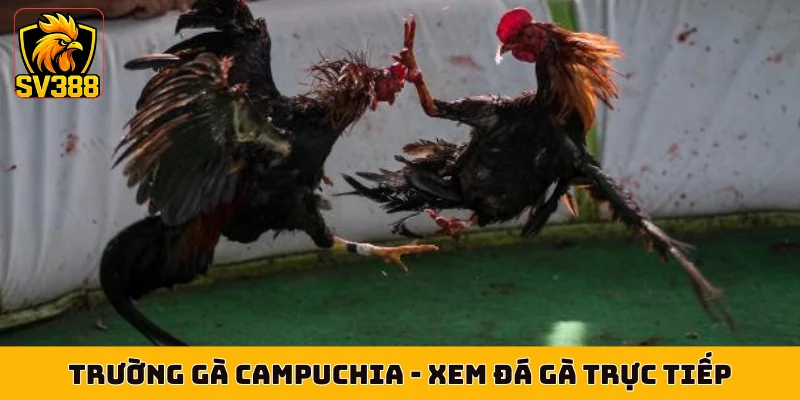 Trường Gà Campuchia - Xem Đá Gà Trực Tiếp Hợp Pháp Mỗi Ngày