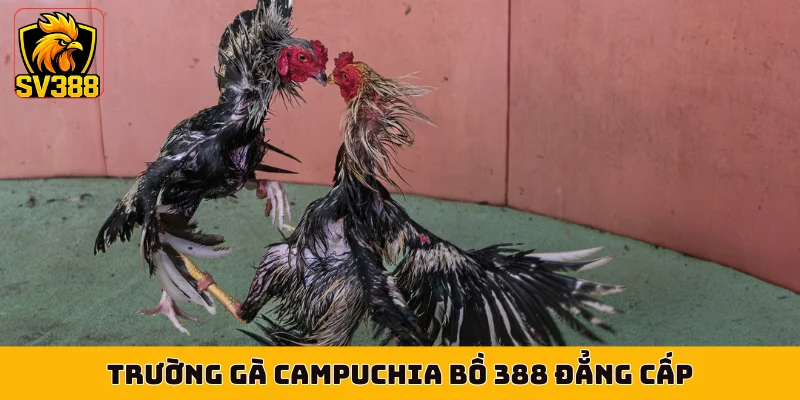 Trường gà Campuchia bồ 388 đẳng cấp