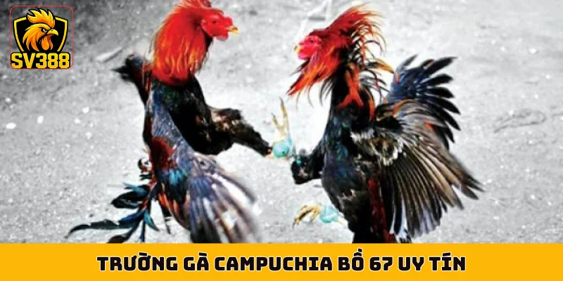 Trường gà Campuchia bồ 67 uy tín