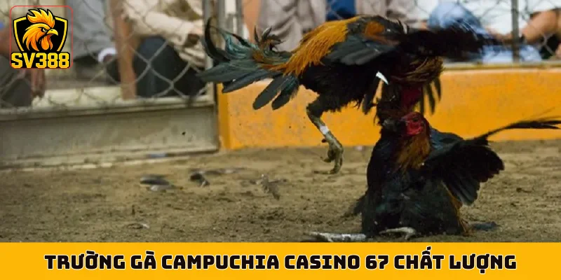 Trường gà Campuchia Casino 67 chất lượng