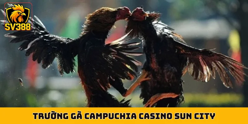 Trường gà Campuchia Casino Sun City