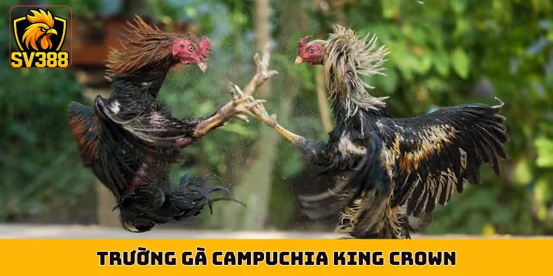 Trường gà Campuchia King Crown