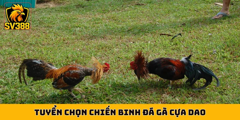 Tuyển chọn chiến binh đá gà cựa dao