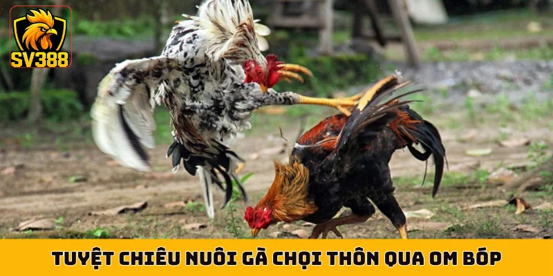 Tuyệt chiêu nuôi gà chọi thôn qua om bóp