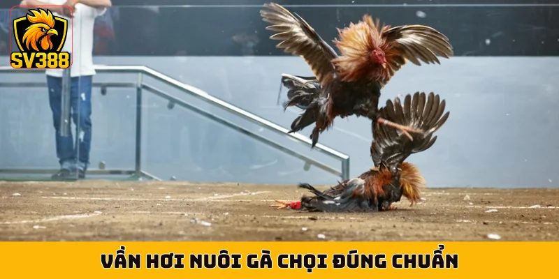 Vần hơi nuôi gà chọi đúng chuẩn