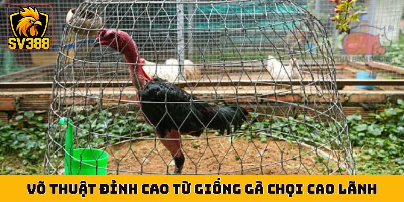 Võ thuật đỉnh cao từ giống gà chọi Cao Lãnh